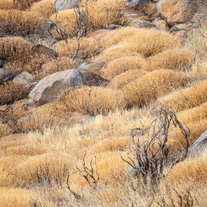 2021-10-22 - Struikjes als sponzen<br/>Pico de las Nieves - Tejeda - Gran Canaria - Spanje<br/>Canon EOS 5D Mark III - 241 mm - f/8.0, 1/80 sec, ISO 100