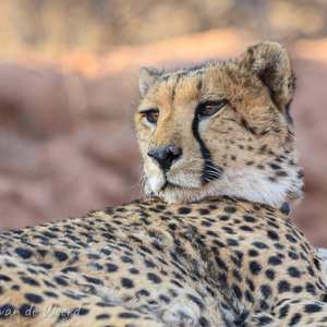 2007-08-23 - De jacht is duidelijk erg vermoeiend<br/>Okonjima Lodge / Africat Foundat - Otjiwarongo - Namibie<br/>Canon EOS 30D - 400 mm - f/5.6, 1/250 sec, ISO 400