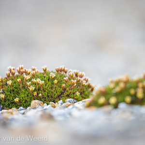 2022-07-18 - Nog een paar pollen met bloemetjes<br/>Torellneset - Spitsbergen<br/>Canon EOS R5 - 400 mm - f/5.6, 1/640 sec, ISO 400
