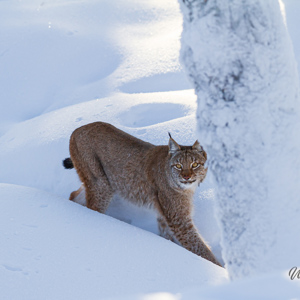 2011-02-10 - Lynx bij een besneeuwde boom<br/>Ranua Wildlife Park - Ranua - Finland<br/>Canon EOS 7D - 300 mm - f/3.2, 1/1600 sec, ISO 200