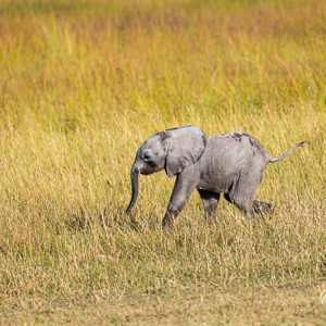 2024-05-02 - Wacht op mij!<br/>Moremi Game Reserve - Kwai (Okavango Delta) - Botswana<br/>Canon EOS R6m2 - 400 mm - f/7.1, 1/500 sec, ISO 250