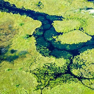 2024-05-01 - Fraaie patronen in het groene landschap - vanuit het vliegtuig g<br/>Onderweg (vliegtuigje) - Okavango Delta - airstrip Kwai R - Botswana<br/>Canon EOS R6m2 - 105 mm - f/7.1, 1/640 sec, ISO 800