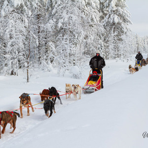 2011-02-11 - Een andere groep op husky-safari<br/>Iso Syöte - Finland<br/>Canon EOS 7D - 45 mm - f/8.0, 1/125 sec, ISO 200