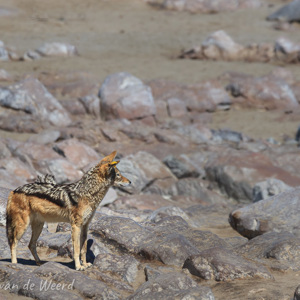 2007-08-15 - Jakhals (Black-backed Jackal)<br/>Skeleton Coast - Cape Cross - Namibie<br/>Canon EOS 30D - 400 mm - f/8.0, 1/1000 sec, ISO 200