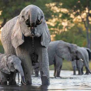 2024-05-02 - Een olifant drinkt tussen de 70 en 160 liter water per dag!<br/>Kwai rivier - Kwai (Okavango Delta) - Botswana<br/>Canon EOS R5 - 312 mm - f/7.1, 1/320 sec, ISO 5000