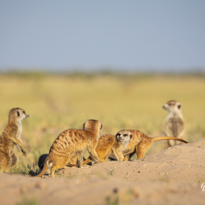 2024-05-04 - Waar zullen we eens heen gaan om te eten?<br/>Makgadikgadi NP - Gweta - Botswana<br/>Canon EOS R6m2 - 300 mm - f/7.1, 1/400 sec, ISO 200
