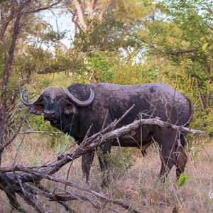 2024-05-01 - Buffel stier<br/>Kwai Lediba Camp - Kwai (Okavango Delta) - Botswana<br/>Canon EOS R6m2 - 100 mm - f/6.3, 1/8 sec, ISO 6400