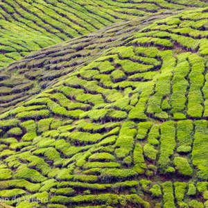 2009-08-05 - Thee-structuren<br/>Sungei Palas Tea Estate - Brinchang - Maleisië<br/>Canon EOS 50D - 275 mm - f/5.6, 1/125 sec, ISO 400