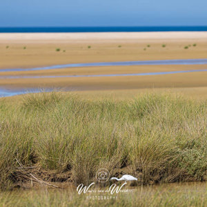 2023-05-08 - Witte reiger op jacht<br/>Tarifa - Spanje<br/>Canon EOS R5 - 234 mm - f/5.0, 1/1000 sec, ISO 200