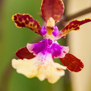 2009-08-28 - Eén van de vele prachtige orchideeën<br/>Orchideentuin - Kuala Lumpur - Maleisië<br/>Canon EOS 50D - 60 mm - f/4.0, 1/250 sec, ISO 200