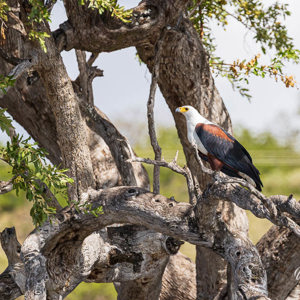 2024-04-28 - Afrikaanse visarend<br/>Chobe NP - Muchenje - Botswana<br/>Canon EOS R6m2 - 400 mm - f/7.1, 1/500 sec, ISO 320