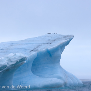 2022-07-17 - De vogels hangen wat rond op de ijsschots<br/>Kvitoya - Spitsbergen<br/>Canon EOS R5 - 100 mm - f/5.6, 1/2000 sec, ISO 800