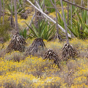 2023-04-22 - Agaves tussen de gele bloemetjes<br/>Wandeling bij Centro de visitant - Retamar - Cabo de Gata - Spanje<br/>Canon EOS R5 - 400 mm - f/8.0, 1/400 sec, ISO 400