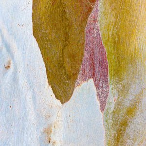 2023-04-22 - Kleuren-abstract (boomschors)<br/>Wandeling bij Centro de visitant - Retamar - Cabo de Gata - Spanje<br/>Canon EOS R5 - 400 mm - f/8.0, 1/125 sec, ISO 400