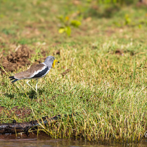 2024-04-28 - Witkruinkievit<br/>Chobe NP - Muchenje - Botswana<br/>Canon EOS R6m2 - 400 mm - f/7.1, 1/500 sec, ISO 200