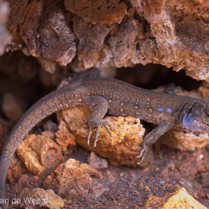 2022-11-14 - Canarische hagedis<br/>Volcan San Antonio- Los Canarios - La Palma - Canarische eilanden - Spanje<br/>Canon EOS R5 - 340 mm - f/5.6, 0.05 sec, ISO 200