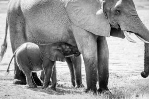 Chobe National Park
