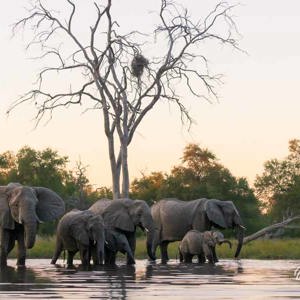 2024-05-02 - Een bijzondere ervaring, op water-niveau olifanten zien<br/>Kwai rivier - Kwai (Okavango Delta) - Botswana<br/>Canon EOS R5 - 100 mm - f/6.3, 1/1600 sec, ISO 6400