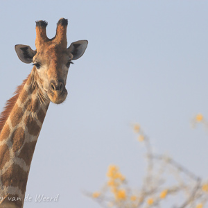 2007-08-20 - Halloooo!!!<br/>Etosha NP - Namibie<br/>Canon EOS 30D - 400 mm - f/5.6, 1/2000 sec, ISO 200