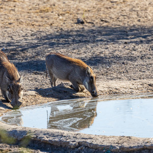 2024-05-06 - Wrattenzwijn bij de (kunstmatige) waterpoel<br/>Deception Valley Lodge - Central Kalahari Game Reserve - Botswana<br/>Canon EOS R6m2 - 321 mm - f/6.3, 1/320 sec, ISO 320