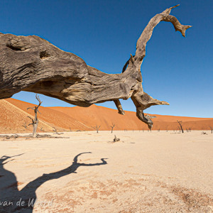 2007-08-11 - Dode boom in de Deadvlei<br/>Sossusvlei - Deadvlei - Sesriem - Namibie<br/>Canon EOS 30D - 11 mm - f/16.0, 1/250 sec, ISO 200