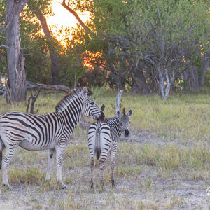 2024-05-02 - Zebra moeder met jong<br/>Moremi Game Reserve - Kwai (Okavango Delta) - Botswana<br/>Canon EOS R6m2 - 142 mm - f/10.0, 0.01 sec, ISO 6400