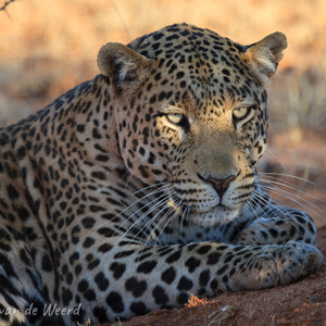 2007-08-22 - Ondergaande zon schijnt nog net op TJ<br/>Okonjima Lodge / Africat Foundat - Otjiwarongo - Namibie<br/>Canon EOS 30D - 400 mm - f/5.6, 1/200 sec, ISO 200