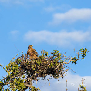 2024-04-29 - Arend<br/>Chobe NP - Muchenje - Botswana<br/>Canon EOS R6m2 - 400 mm - f/6.3, 1/500 sec, ISO 200
