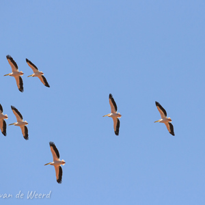 2007-08-13 - Pelikanen in vlucht-formatie<br/>Baai - Walvis Bay - Namibie<br/>Canon EOS 30D - 400 mm - f/8.0, 1/1000 sec, ISO 200
