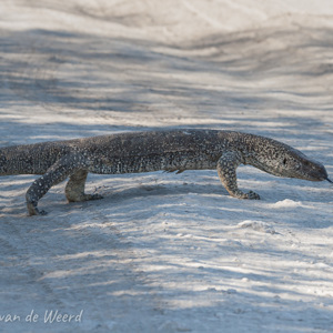 2007-08-17 - Grote varaan<br/>Etosha NP - Namibie<br/>Canon EOS 30D - 220 mm - f/8.0, 1/200 sec, ISO 200