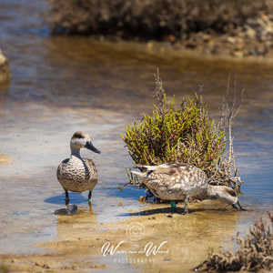 2023-04-21 - Marmereenden<br/>Punta Entinas-Sabinar - San Augustin - Spanje<br/>Canon EOS R5 - 400 mm - f/8.0, 1/640 sec, ISO 400