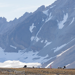 2022-07-14 - Rendieren<br/>Ny-Ålesund - Spitsbergen<br/>Canon EOS R5 - 400 mm - f/8.0, 1/400 sec, ISO 200