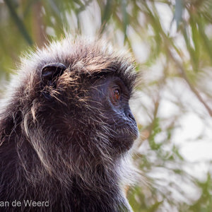 2009-08-04 - Mutslangoer (Silvered Leaf Monkey)<br/>Bukit Melawati - Kuala Selangor - Maleisië<br/>Canon EOS 50D - 300 mm - f/5.6, 1/125 sec, ISO 400