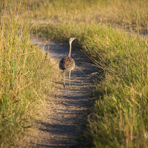 2024-05-02 - Koritrap (Kori bustard)<br/>Moremi Game Reserve - Kwai (Okavango Delta) - Botswana<br/>Canon EOS R6m2 - 400 mm - f/7.1, 1/500 sec, ISO 400
