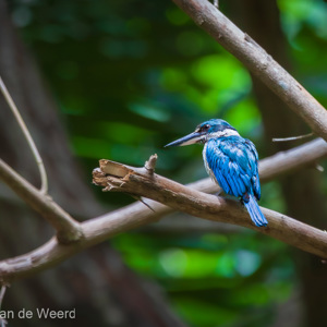 2009-08-15 - Witkraagijsvogel (Halcyon chloris, White-collared kingfisher)<br/>Pulau Selingan - Maleisië<br/>Canon EOS 50D - 400 mm - f/5.6, 1/400 sec, ISO 1600