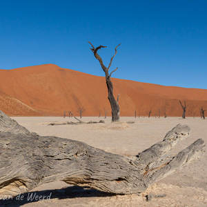 2007-08-11 - Het is leuk zoeken naar nieuwe composities<br/>Sossusvlei - Deadvlei - Sesriem - Namibie<br/>Canon EOS 30D - 22 mm - f/22.0, 1/125 sec, ISO 200