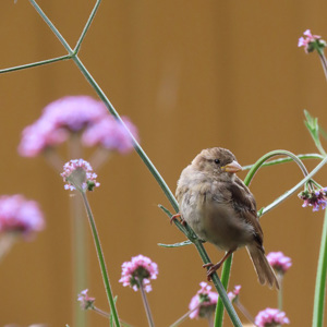 2022-07-26 - Vlakbij het terras zaten een hoop mussen<br/><br/>Canon PowerShot SX70 HS - 140 mm - f/7.1, 1/320 sec, ISO 500