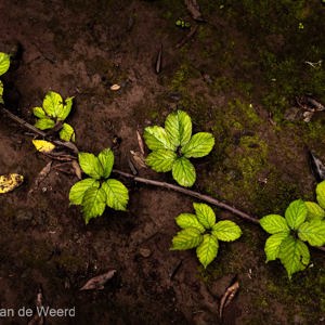 2022-11-07 - Contrast op de modderige grond<br/>Laurierbos Los Tilos - bij Los S - La Palma - Canarische eilanden - Spanje<br/>Canon EOS R5 - 43 mm - f/5.6, 0.01 sec, ISO 800