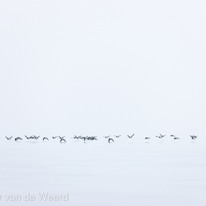 2022-07-19 - Kortbekzeekoeten op weg<br/>Torellneset - Spitsbergen<br/>Canon EOS R5 - 400 mm - f/7.1, 1/1250 sec, ISO 800