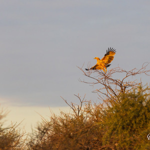 2024-05-07 - Arend in warm zonlcht<br/>Deception Valley Lodge - Central Kalahari Game Reserve - Botswana<br/>Canon EOS R6m2 - 400 mm - f/6.3, 1/400 sec, ISO 1000