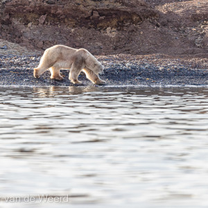 2022-07-15 - Einndelijk bij het water gekomen<br/>Spitsbergen<br/>Canon EOS R5 - 400 mm - f/5.6, 1/1250 sec, ISO 800