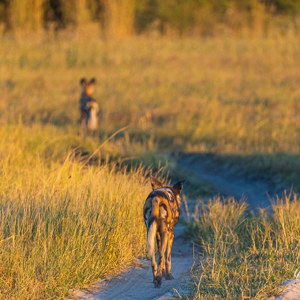 2024-05-01 - Wilde honden in het gras<br/>Kwai Lediba Camp - Kwai (Okavango Delta) - Botswana<br/>Canon EOS R6m2 - 400 mm - f/6.3, 1/2000 sec, ISO 6400