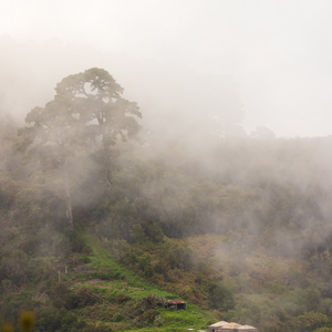 2022-11-12 - Sfeer door de laaghangende wolken<br/>Barlovento - La Palma - Canarische eilanden - Spanje<br/>Canon EOS R5 - 158 mm - f/5.6, 1/500 sec, ISO 800