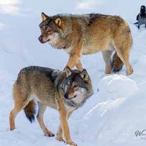 2011-02-10 - Twee wolven en een kraai<br/>Ranua Wildlife Park - Ranua - Finland<br/>Canon EOS 7D - 300 mm - f/4.0, 1/1000 sec, ISO 200