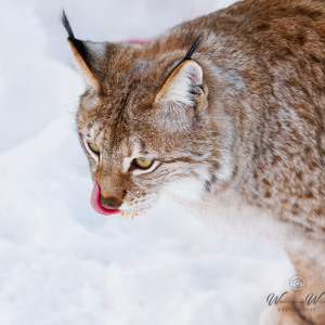 2011-02-10 - Lynx die zijn bek aflikt<br/>Ranua Wildlife Park - Ranua - Finland<br/>Canon EOS 7D - 300 mm - f/4.0, 1/320 sec, ISO 200