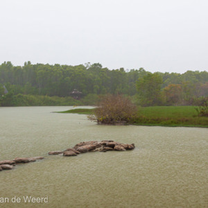2009-08-05 - Regenachtig uitzicht vanuit onze schuilhut<br/>Kuala Selangor NP - Kuala Selangor - Maleisië<br/>Canon EOS 50D - 28 mm - f/8.0, 1/6 sec, ISO 100