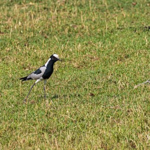 2024-04-28 - Smidsplevier (blacksmith lapwing , Vanellus armatus)<br/>Chobe NP - Muchenje - Botswana<br/>Canon EOS R6m2 - 400 mm - f/7.1, 1/400 sec, ISO 160