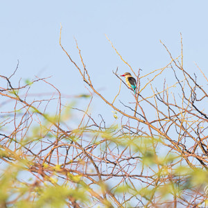 2024-04-27 - Bruinkapijsvogel<br/>Zambezi rivier - Victoria Falls - Zimbabwe<br/>Canon EOS R5 - 400 mm - f/8.0, 1/640 sec, ISO 800