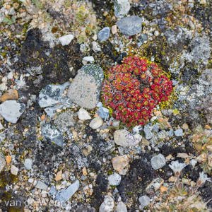 2022-07-18 - Rood tussen de stenen<br/>Torellneset - Spitsbergen<br/>Canon EOS R5 - 100 mm - f/5.6, 1/400 sec, ISO 400