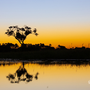 2024-04-30 - Boom-silhouet bij zonsondergang<br/>Kala Camp - Okavango Delta - Botswana<br/>Canon EOS R6m2 - 100 mm - f/7.1, 1/80 sec, ISO 200